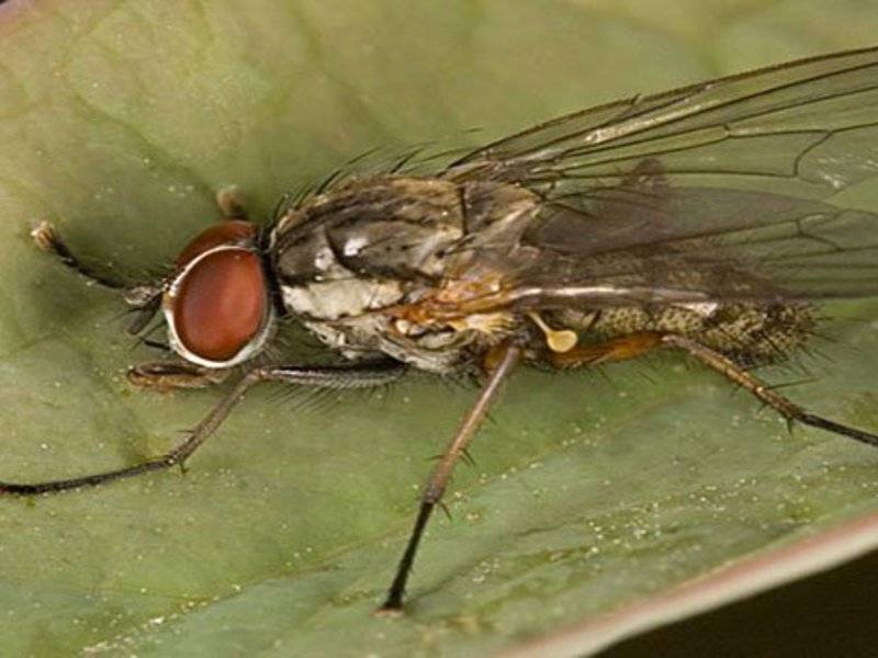 Луковая муха: избавляемся от вредителя химическими и народными средствами