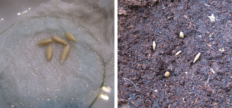 Как правильно прорастить семена огурцов перед посадкой