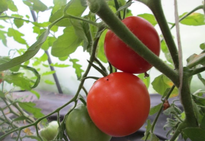 Описание сорта томата изобильный f1, его характеристика - всё про сады