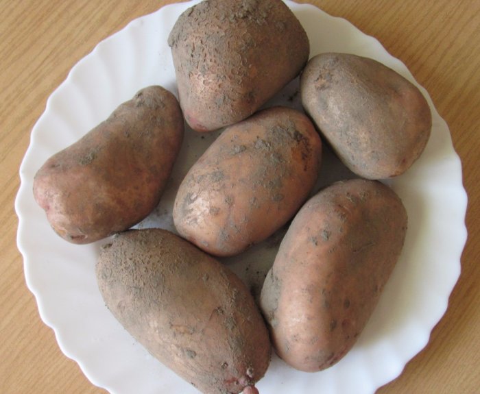 Картофель "славянка": описание сорта, фото, отзывы