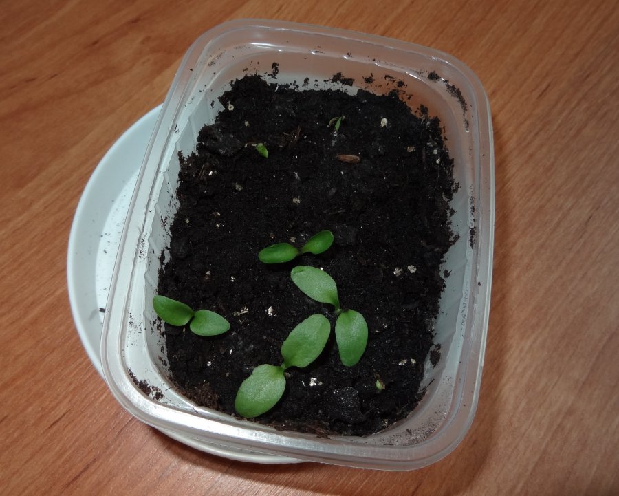 Выращивание герберы из семян в домашних условиях (15 фото): как вырастить герберу джемсона, посадка и посев на рассаду