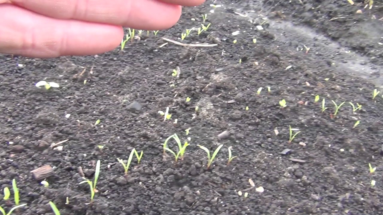 Секреты успешного посева — как посадить морковь, чтобы быстро взошла?