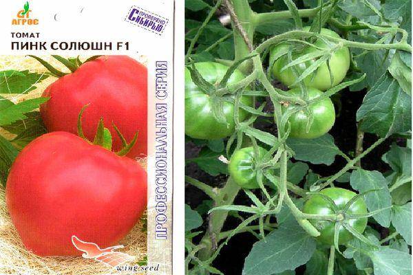 Томат "пинк импрешн f1" - очень скороспелый томат, родом из японии русский фермер