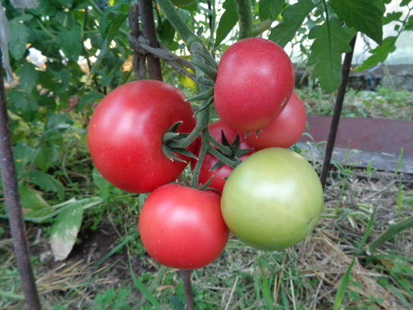 Описание сорта томата садик f1, особенности выращивания и урожайность
