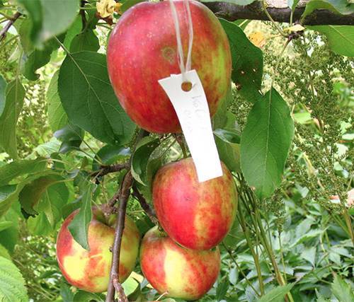 Описание и характеристики яблони сорта коваленковское