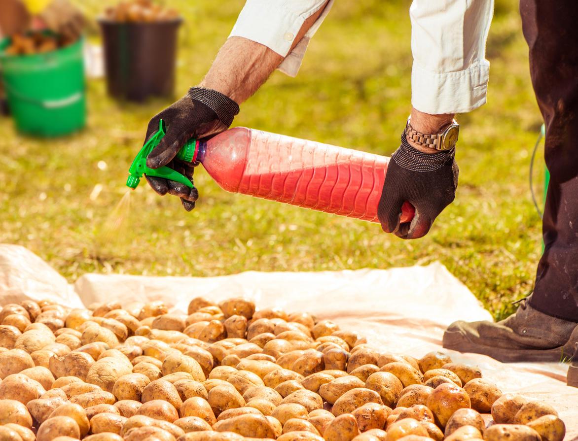 Как вырастить хороший урожай картофеля в домашних условиях: технология и разные способы