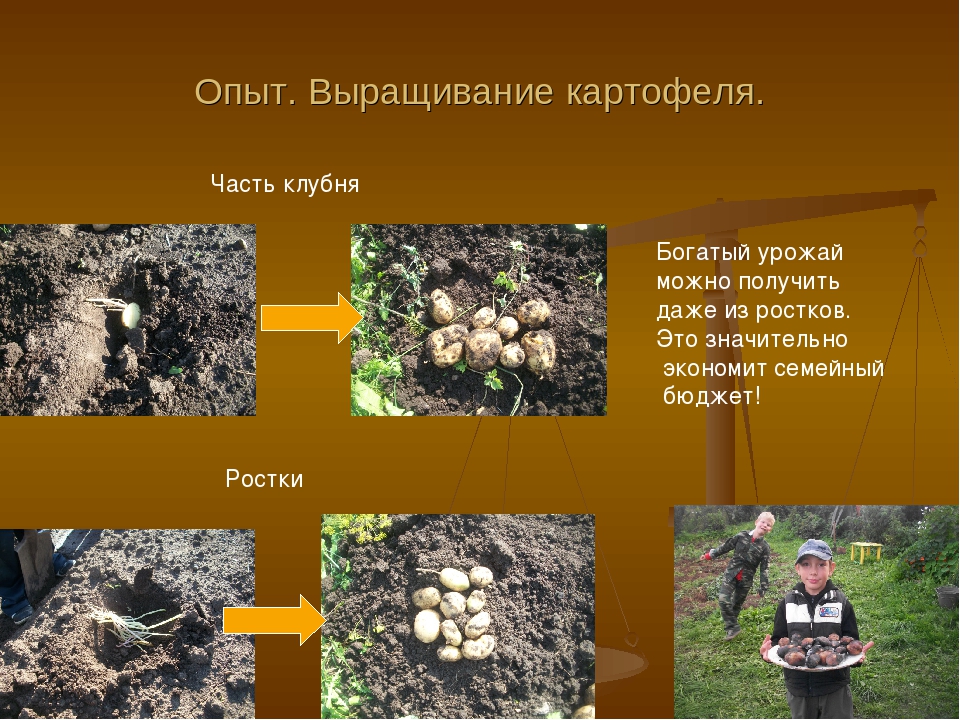 Анис: особенности выращивания в открытом грунте