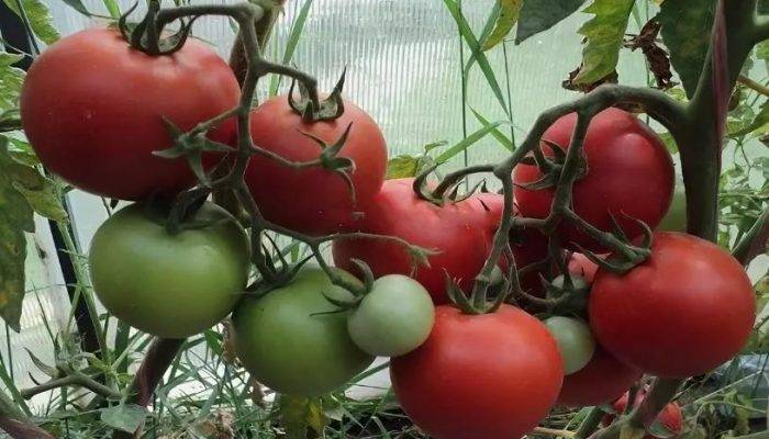 Томат рапсодия — описание сорта, фото, урожайность и отзывы садоводов