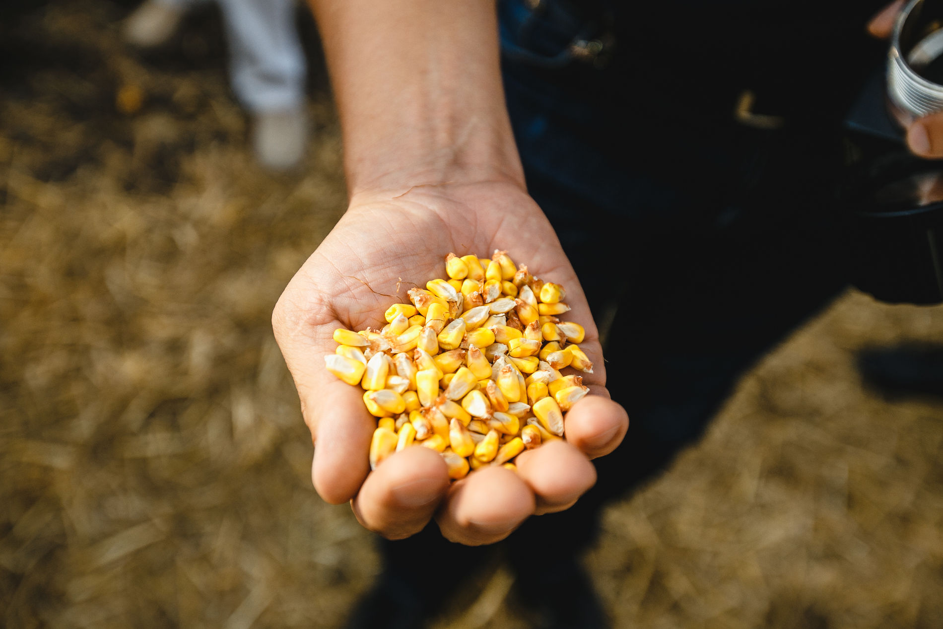 Когда сажать кукурузу в открытый грунт семенами в средней полосе россии: уход, выращивание