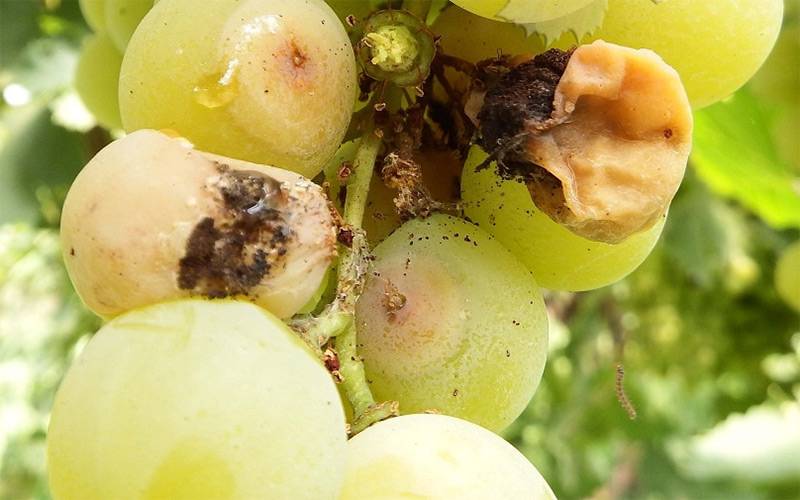 Как уберечь виноград от ос: лучшие средства и методы, видео и фото