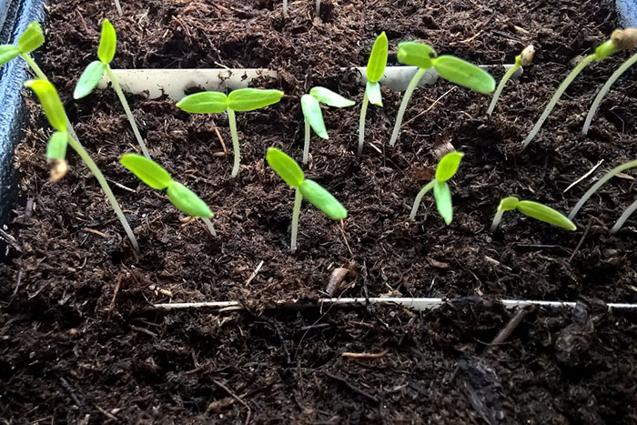 Как сажать баклажаны рассадой и семенами в открытый грунт