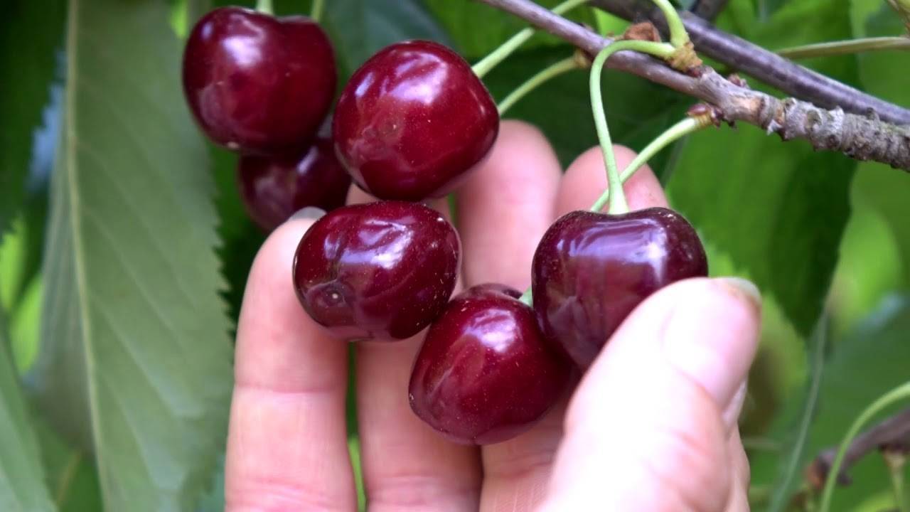 Как выбрать лучший самоплодный сорт черешни и вишни для подмосковья: описание и фото