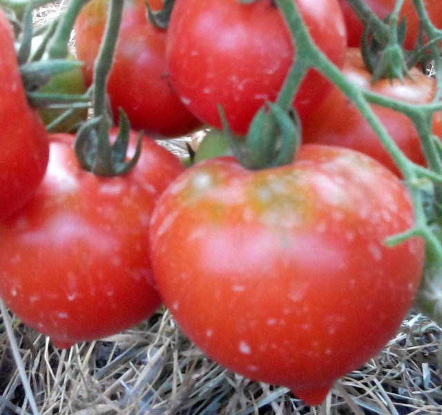 Описание, характеристика и особенности выращивания томата волгоградский скороспелый