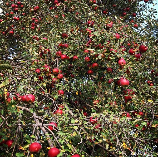 Описание сорта яблони хоней крисп: фото яблок, важные характеристики, урожайность с дерева