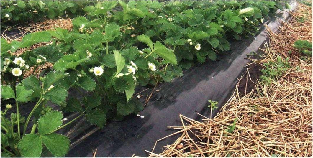 Выращивание клубники на дачном участке: разнообразие способов и советы по уходу