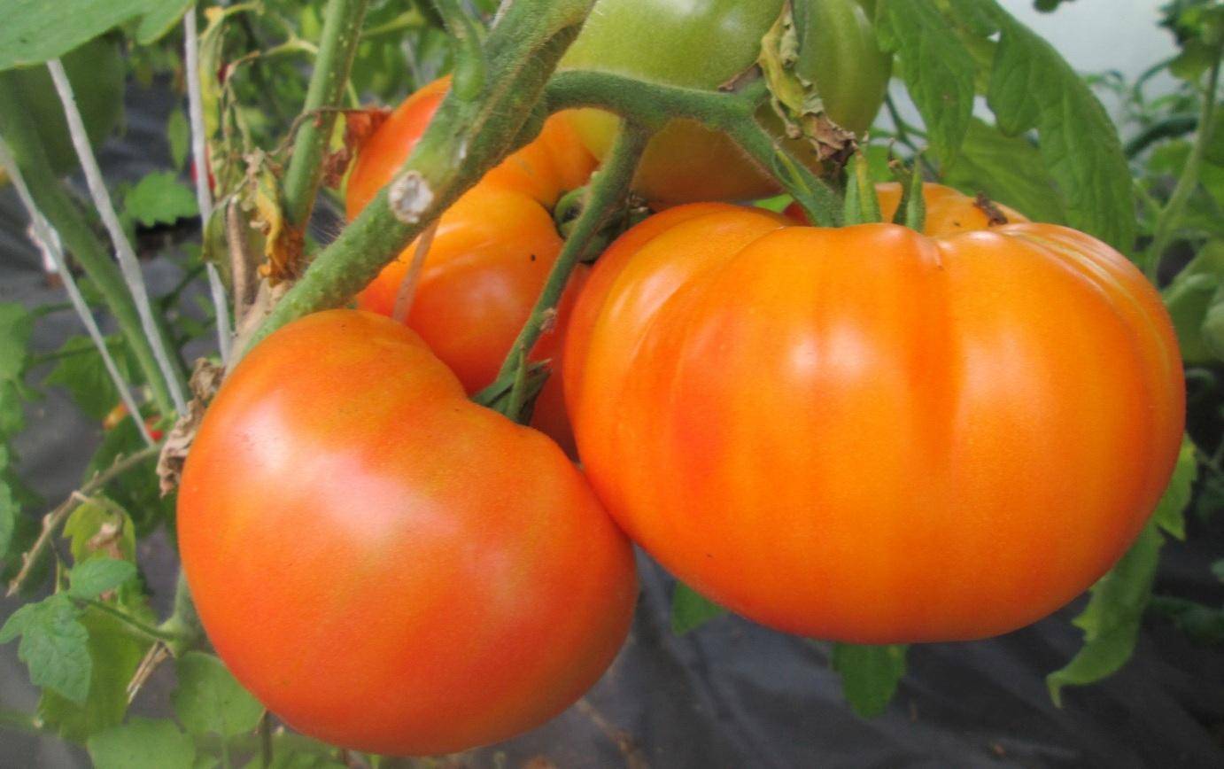 Томат цитрусовый сад: отзывы, фото, урожайность, описание и характеристика | tomatland.ru