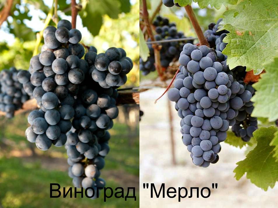 Характеристика и описание сорта винограда красень