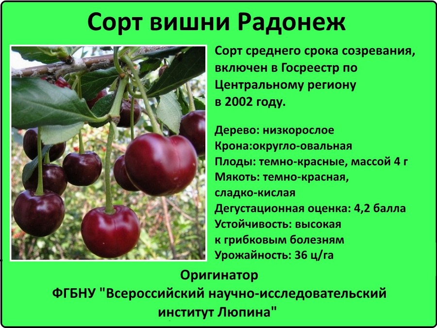 Сорта вишни для средней полосы на supersadovnik.ru
