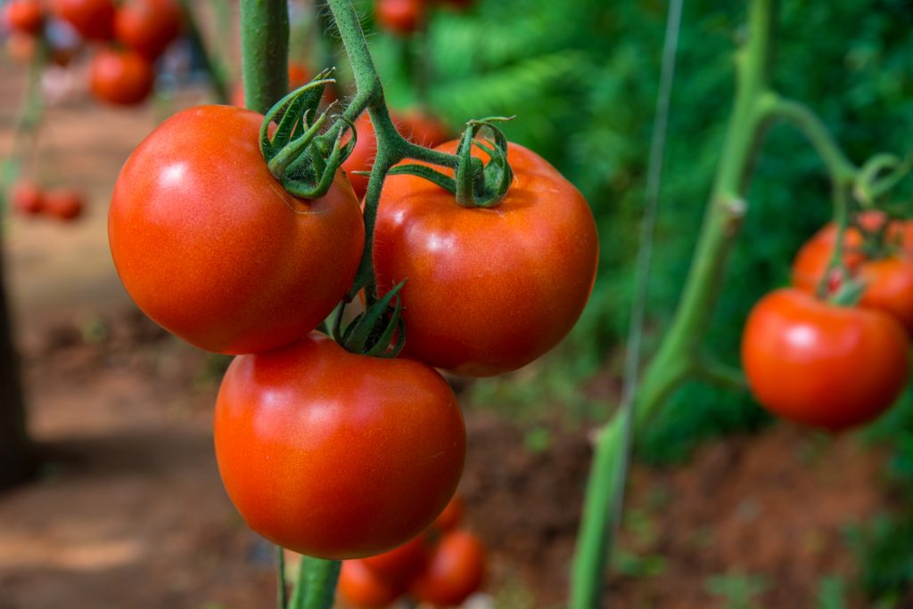 Томат «президент» f1: описание и характеристики сорта, рекомендации по уходу и выращиванию, урожайность, высота куста и фото плодов-помидоров