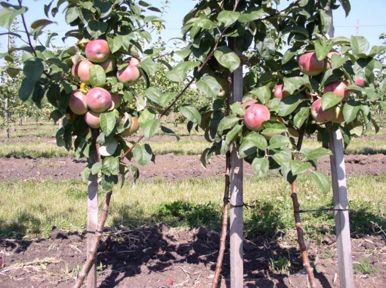 Описание и характеристики яблони сорта Лобо, посадка и уход