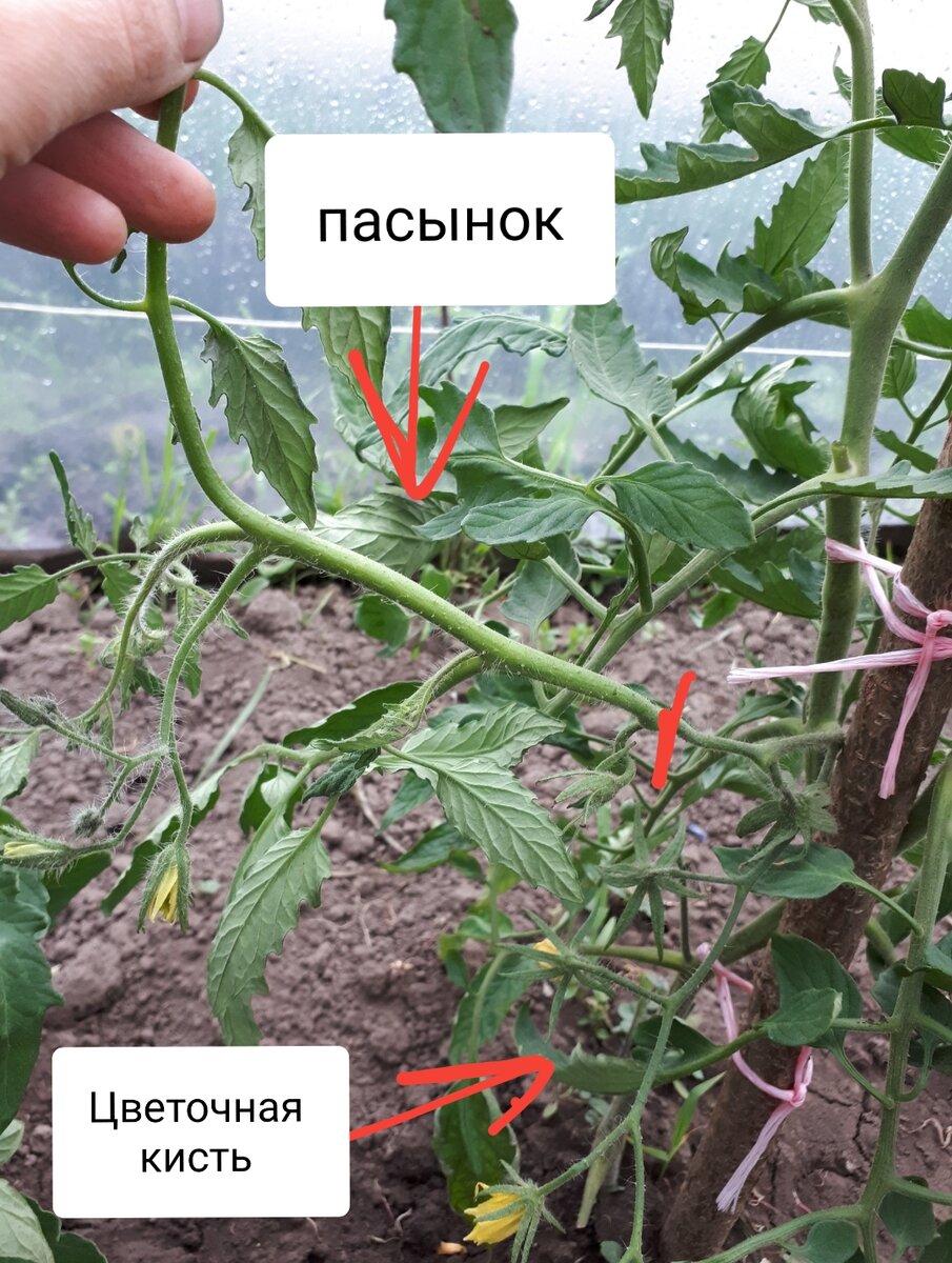 Пасынкование помидор картинки