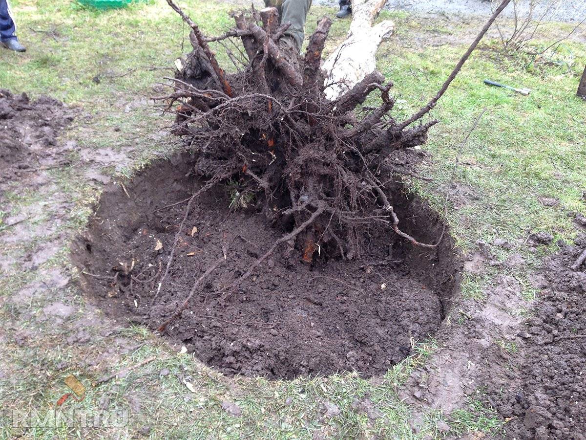 Как убрать пень и уничтожить корневище без корчевания: способы химического удаления деревьев и пеньков при помощи селитры, мочевины и других реагентов