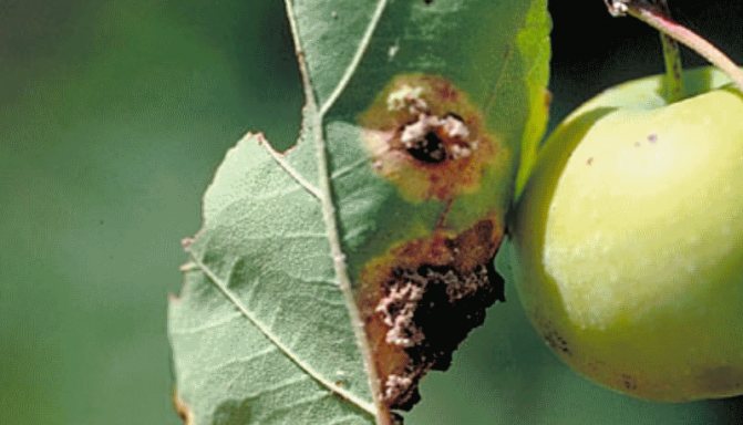 Яблонный цветоед. как бороться с яблонным долгоносиком