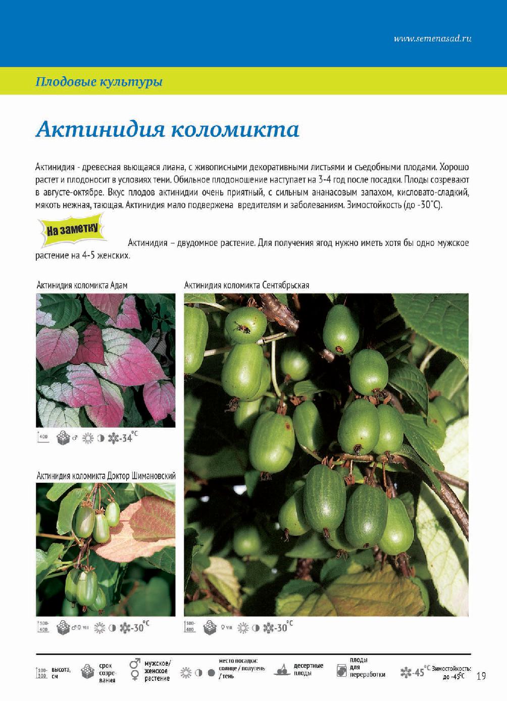 Выращивание актинидии коломикты: посадка и уход в открытом грунте, размножение и подготовка к зиме