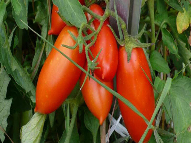 Урожайные томаты для теплицы из поликарбоната, лучшие сорта для подмосковья, сибири и урала