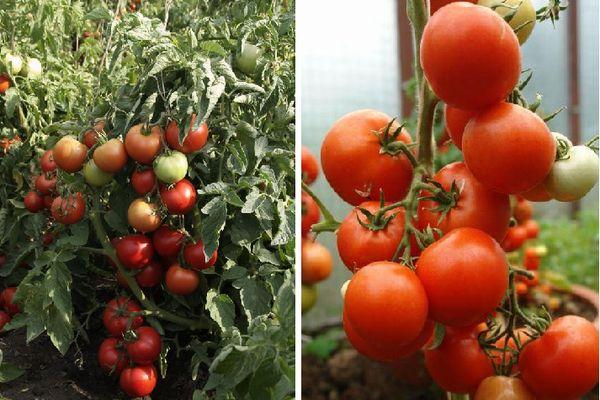 Ультраранние сорта томатов для открытого грунта, низкорослые, с фото и описанием