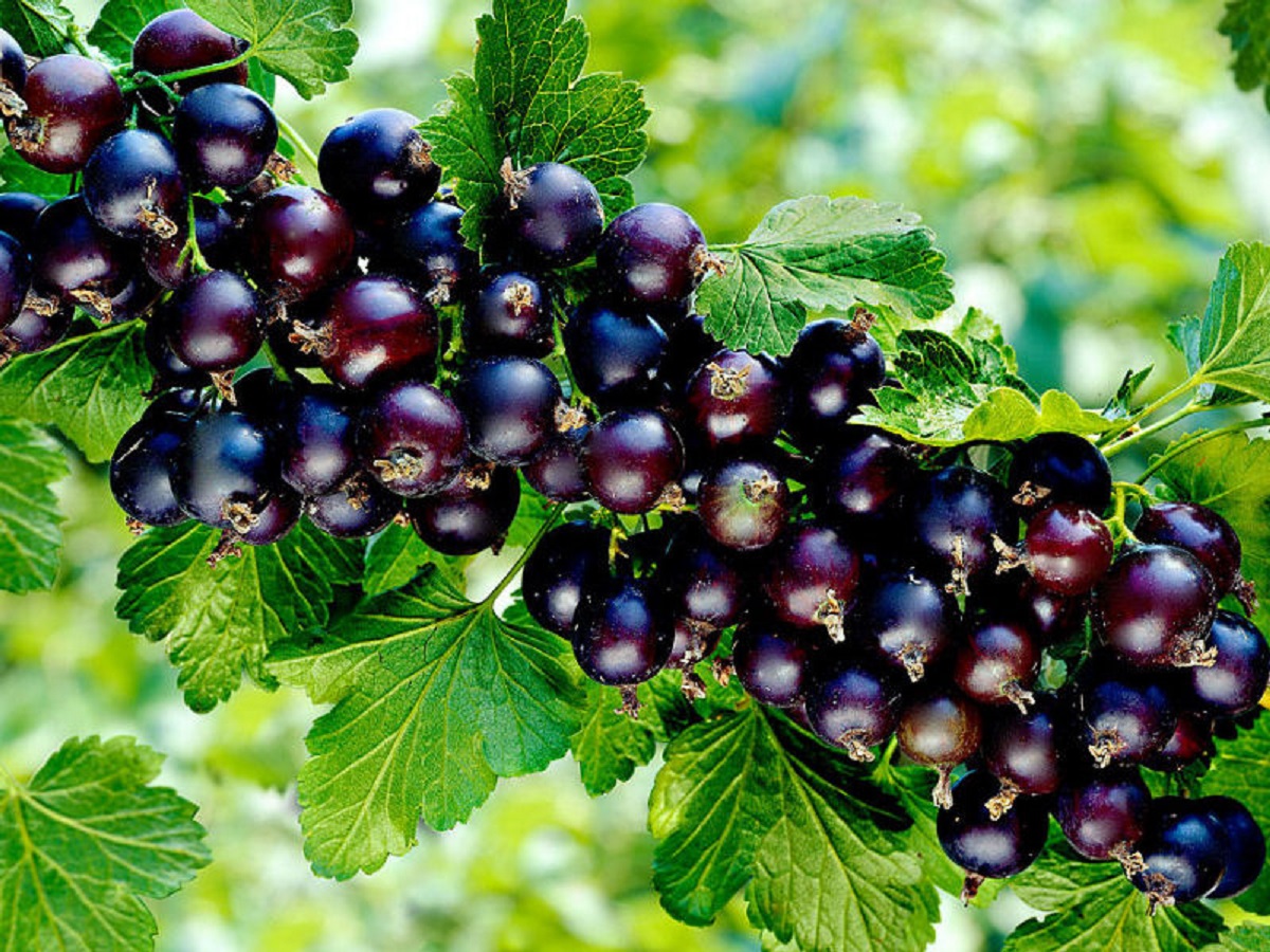 Черная смородина виноградная описание сорта фото