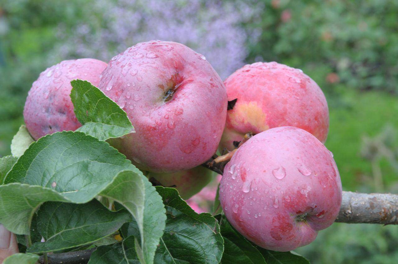 Яблоня алеся: описание и основные характеристики сорта