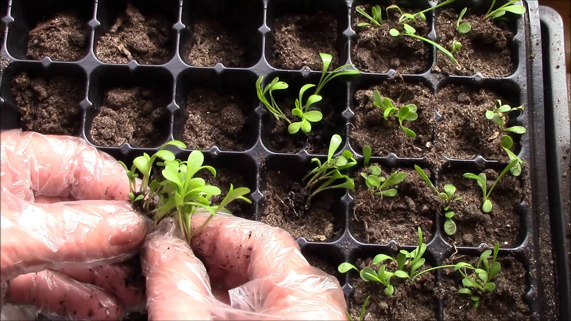 Выращивания лобелии – посадка и уход, как вырастить лобелию из семян