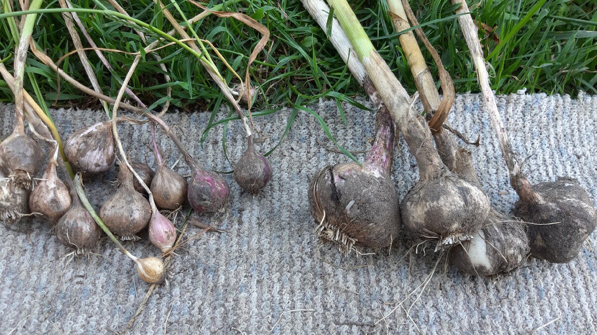 Выращивание озимого чеснока в открытом грунте