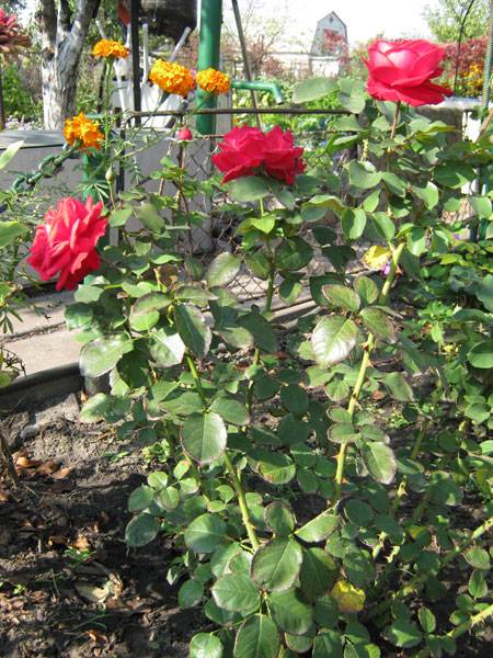 Посадка чайно-гибридных роз и уход за ними в открытом грунте