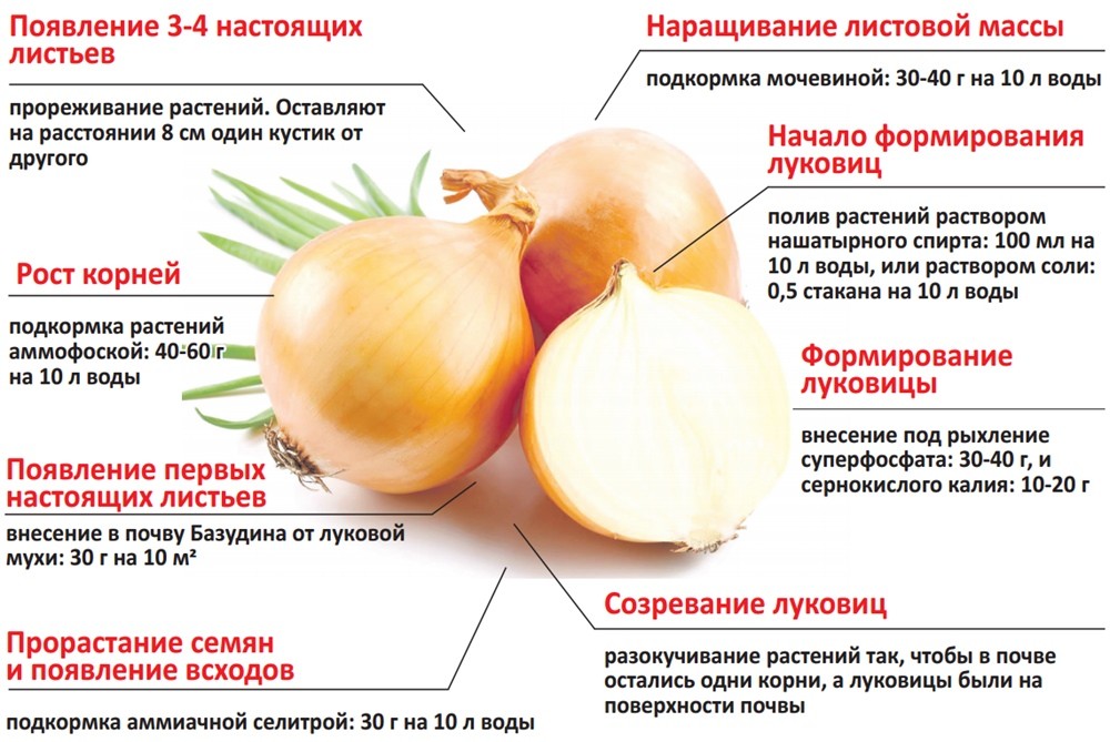 Стадии роста чеснока в картинках