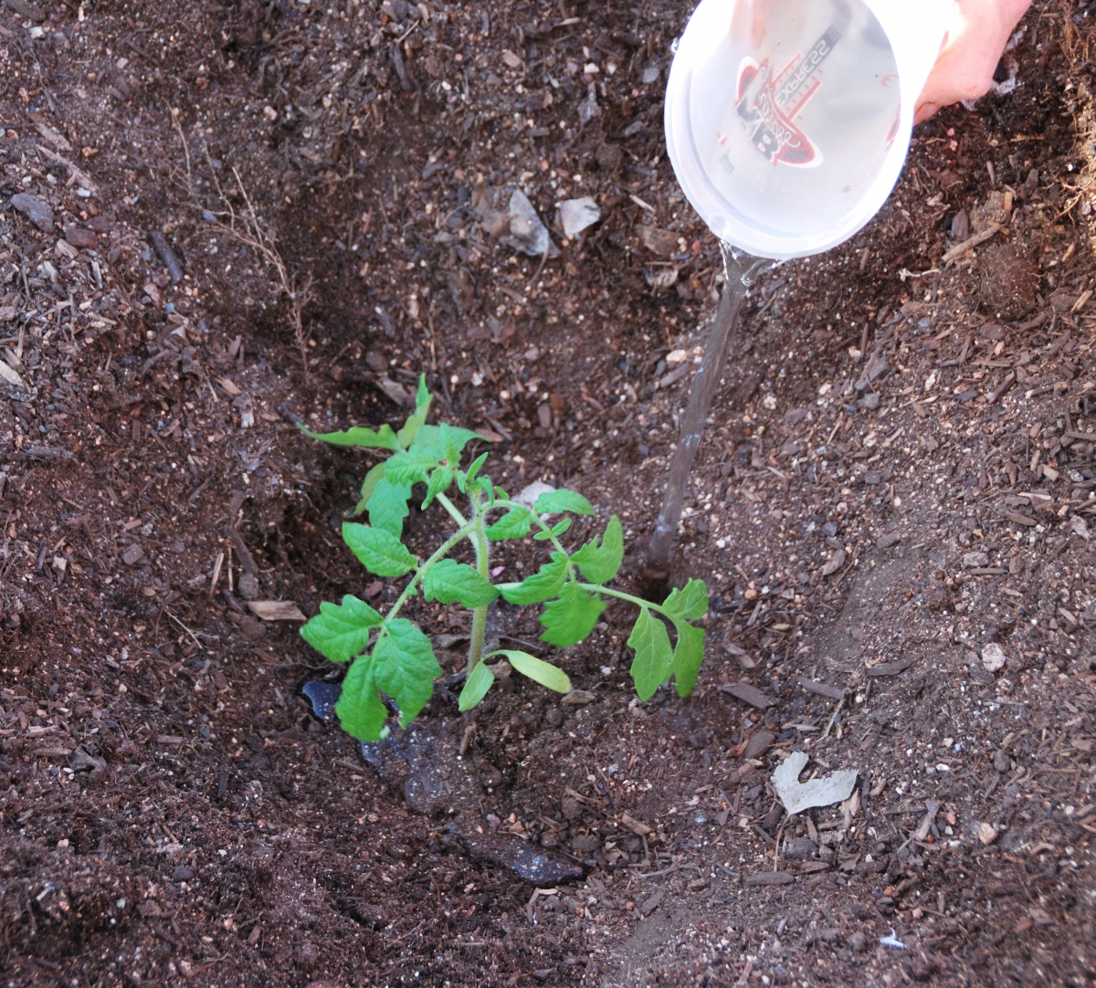 Посев семян томатов в грунт. Полив томат сеянцы. Полив рассады томатов. Рассада открытый грунт. Рассада помидор полив.