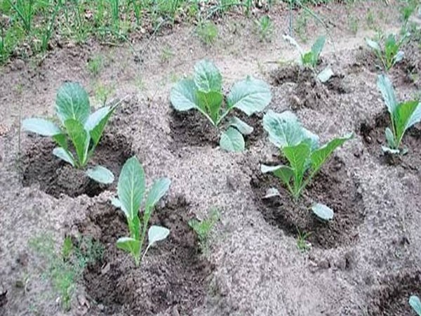 Когда и чем подкормить рассаду капусты при выращивании и пересадке в грунт: лучшие удобрения и их состав