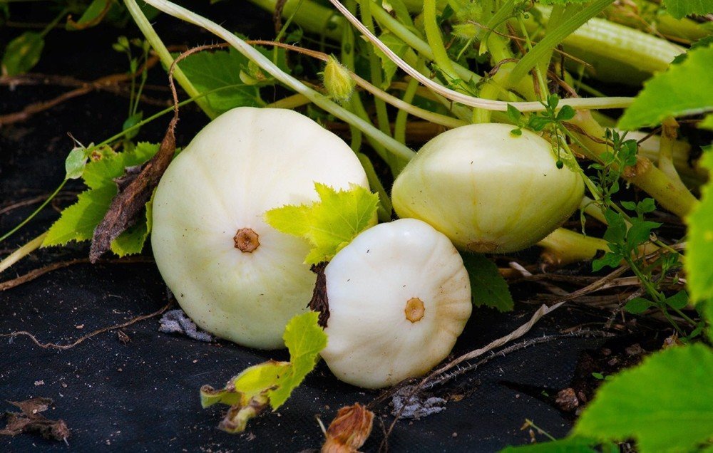 Патиссон: выращивание и уход в открытом грунте, болезни и вредители