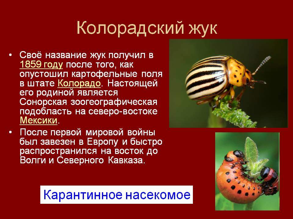 Действенный и безопасный, или как применять столовый уксус от колорадского жука? русский фермер