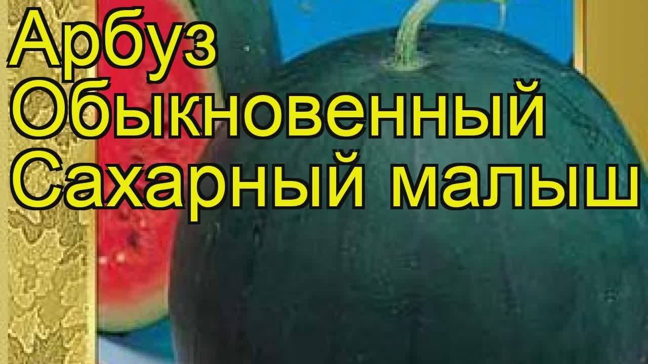 Самые лучшие сорта арбузов для открытого грунта для подмосковья, сибири и средней полосы россии: фото, отзывы