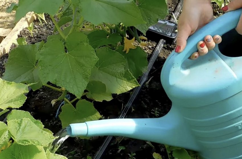 Какая вода нужна цветной капусте и как правильно поливать овощ в открытом грунте, в теплице и дома?