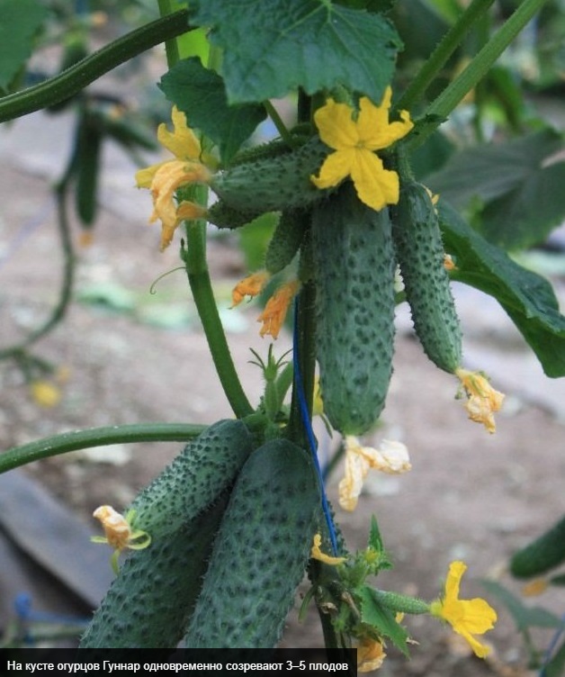 Огурец гуннар ф1 – описание сорта и технология выращивания