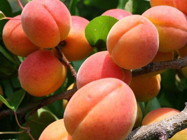 Описание и правила выращивания 15 лучших сортов абрикоса для Подмосковья