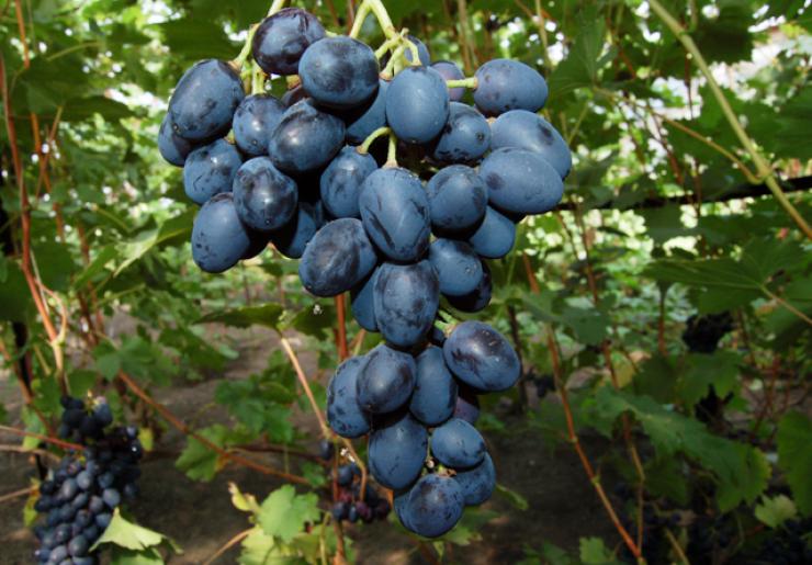 Посадка и выращивание винограда в сибири