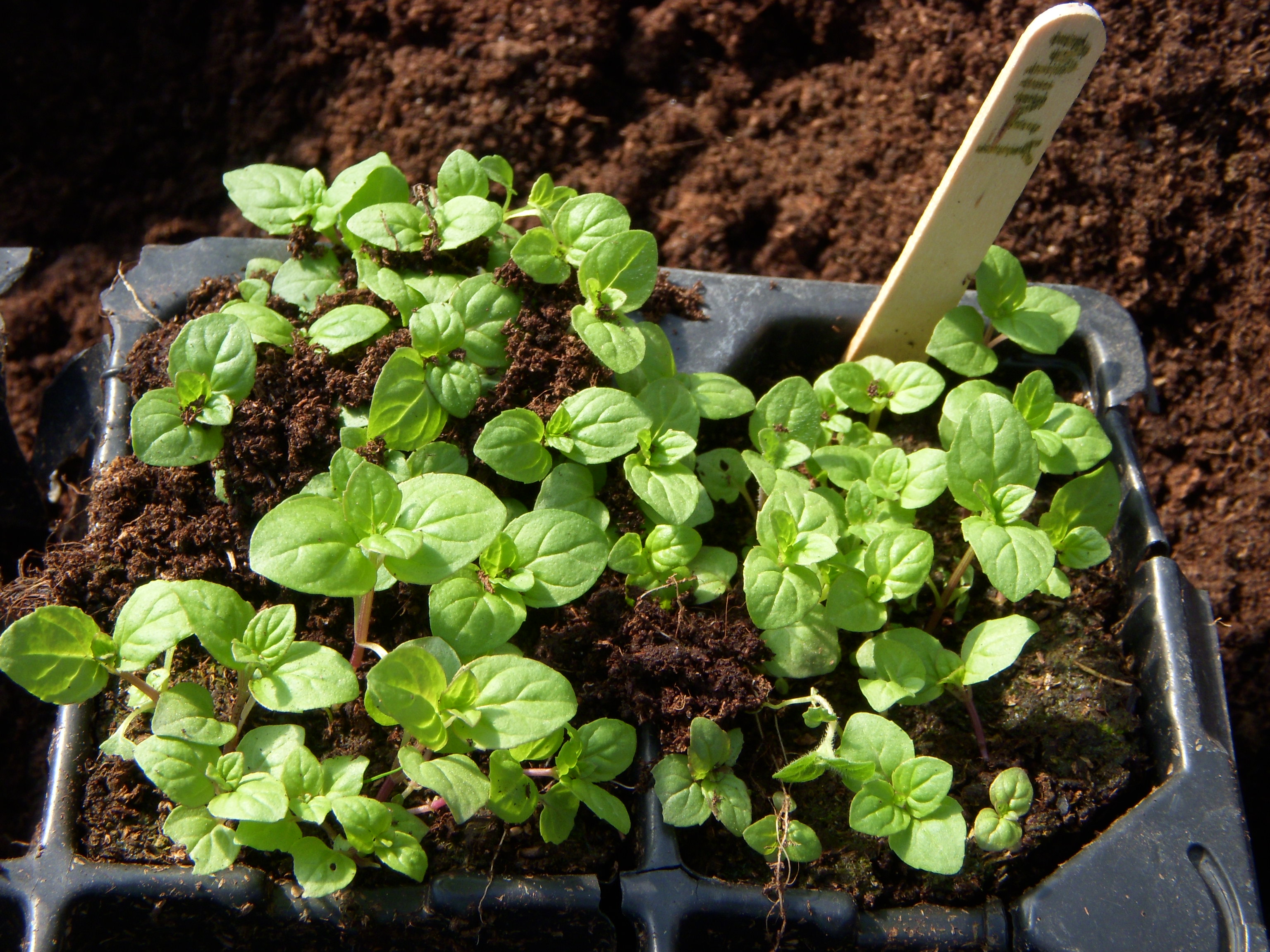 Как посадить мяту семенами и получить роскошную зелень