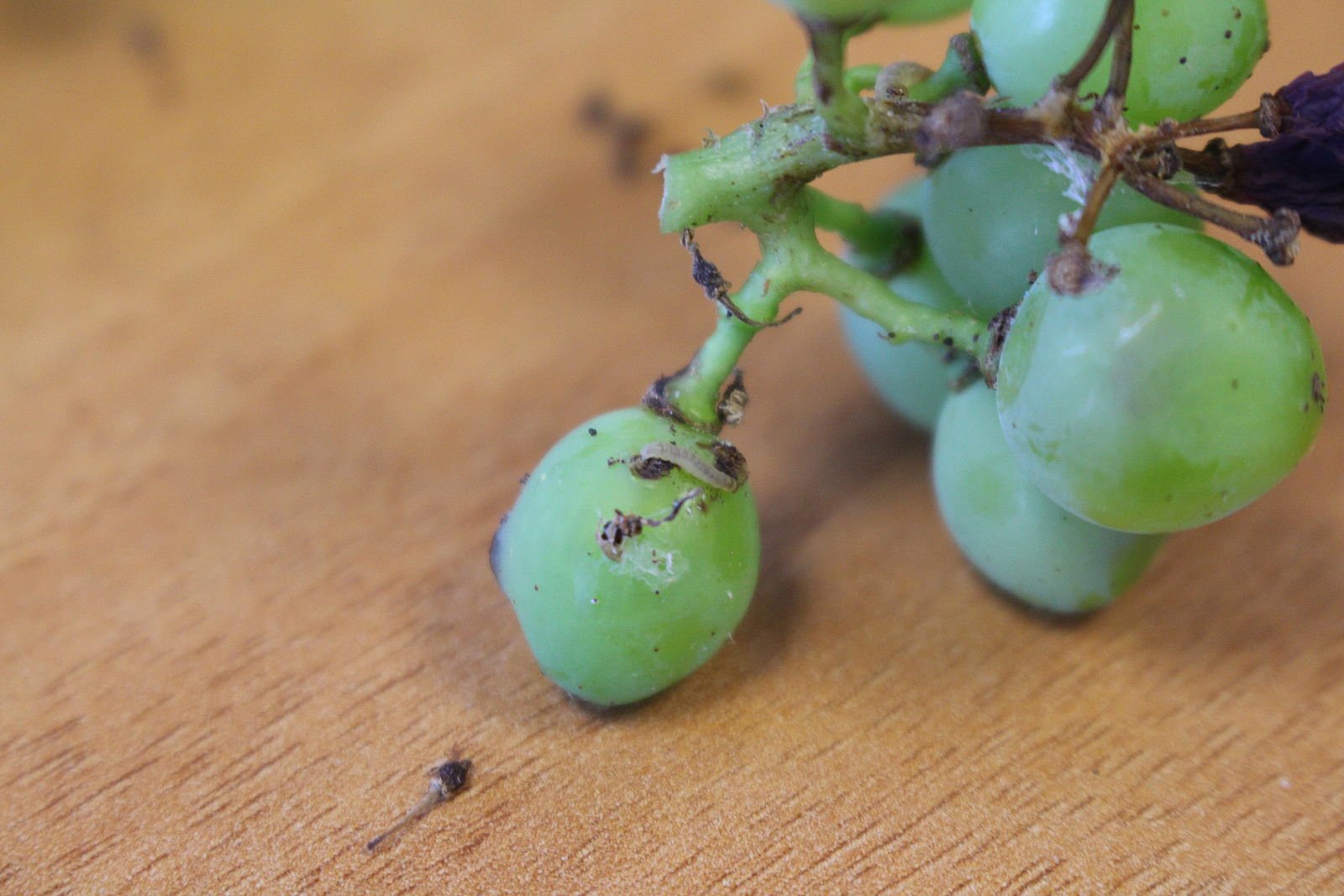 Оидиум винограда: лечение и профилактика, меры борьбы