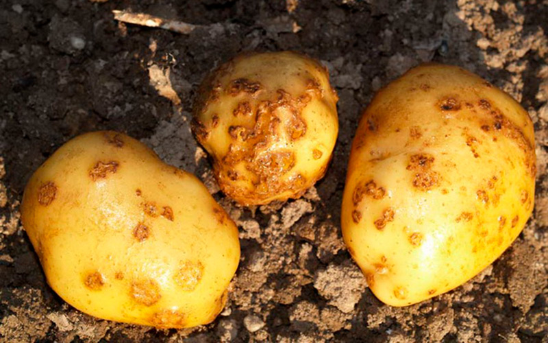 Почему не цветет картошка и что делать, чтобы получить урожай