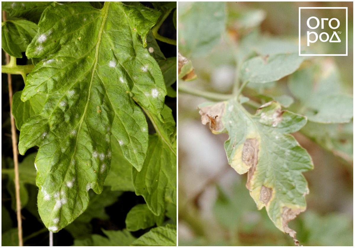 Причины и лечение альтернариоза томатов, борьба с сухими пятнами на листьях