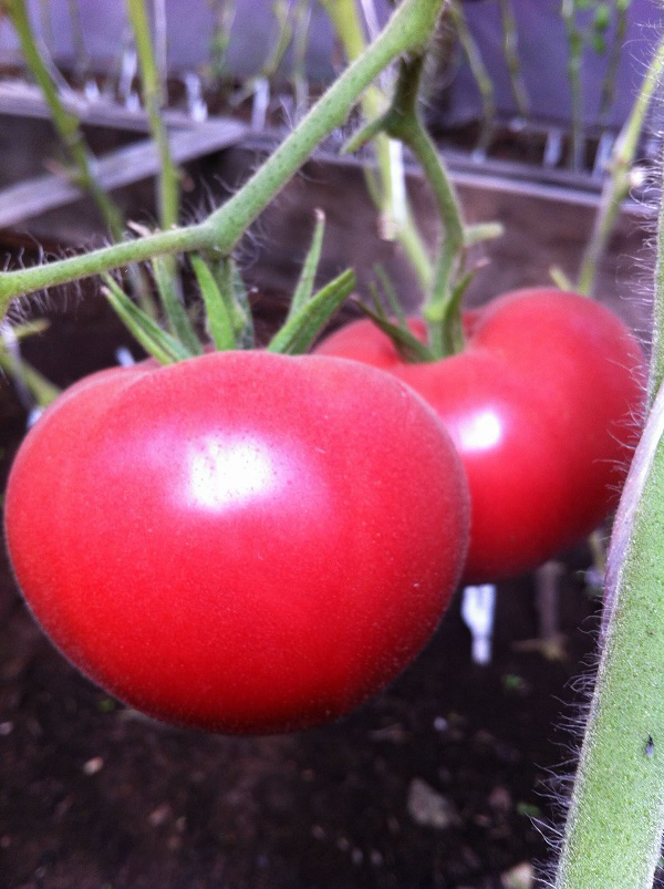 Лучшие сорта томатов для самарской области 2021